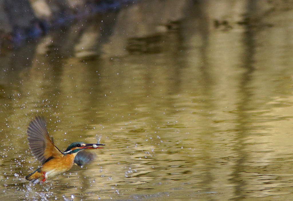 カワセミちゃんお魚ゲット