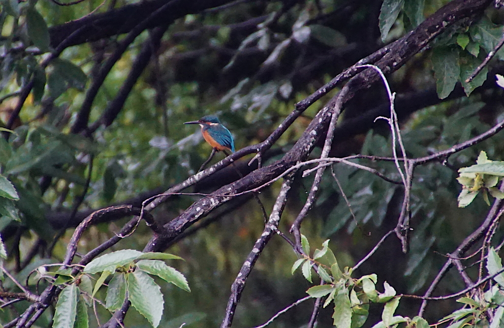 カワセミくん（♂）大阪／千里