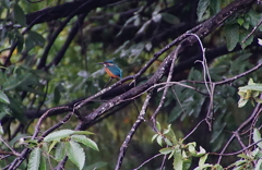 カワセミくん（♂）大阪／千里