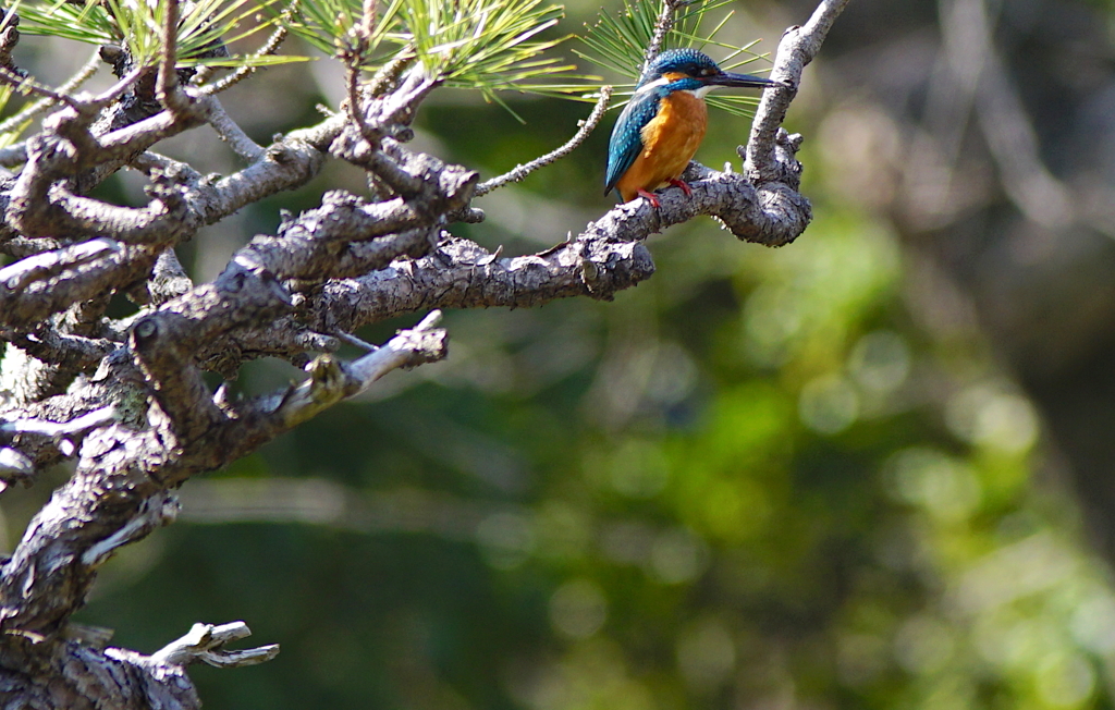 松にカワセミくん