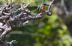 松にカワセミくん