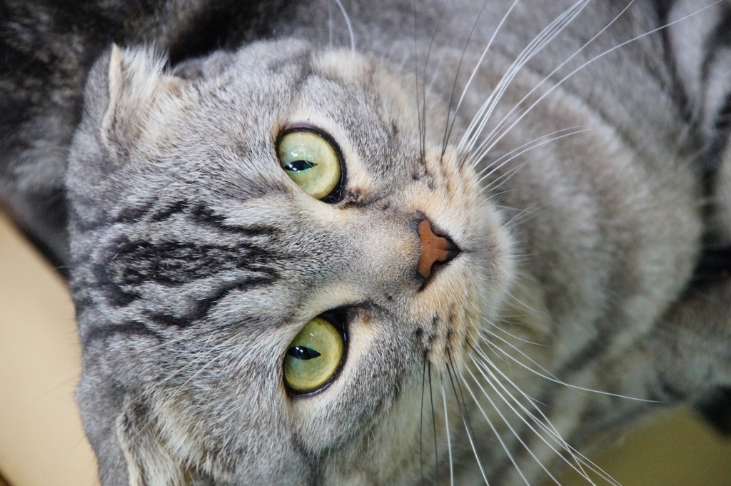 スコティッシュフォールド