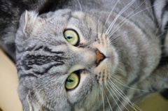 スコティッシュフォールド