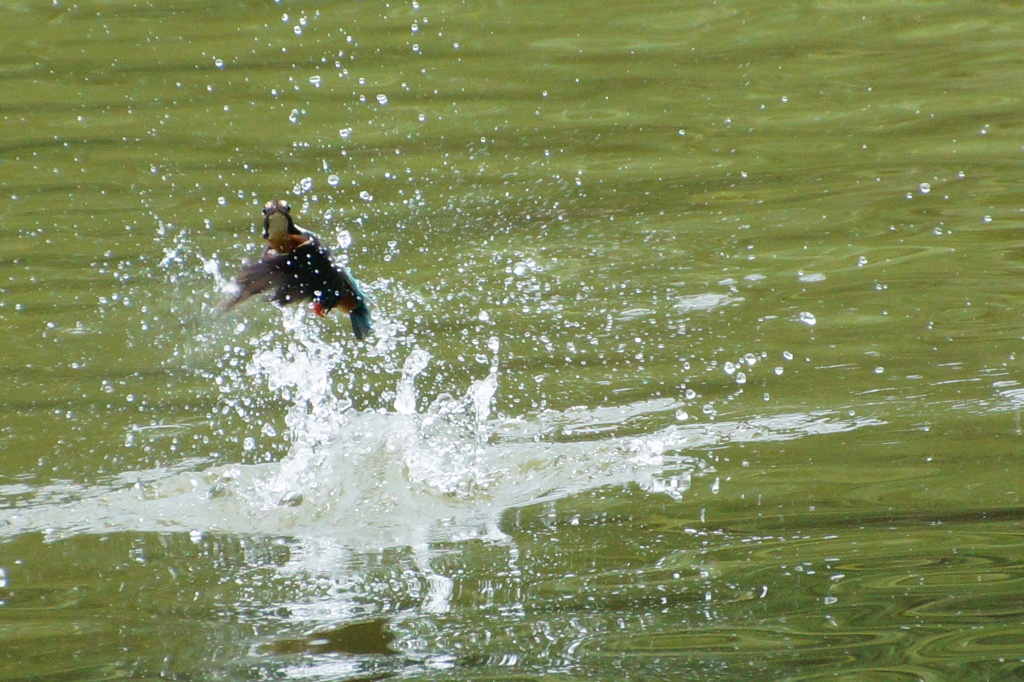 捕食飛び出しカワセミちゃん