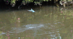 飛ぶカワセミ