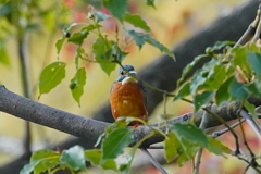カワセミくん　大阪◇吹田千里