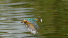 お魚ゲットなカワセミちゃん