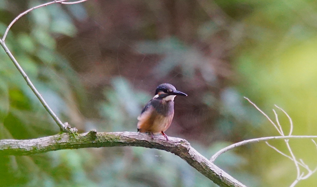 カワセミくん（大阪／千里）