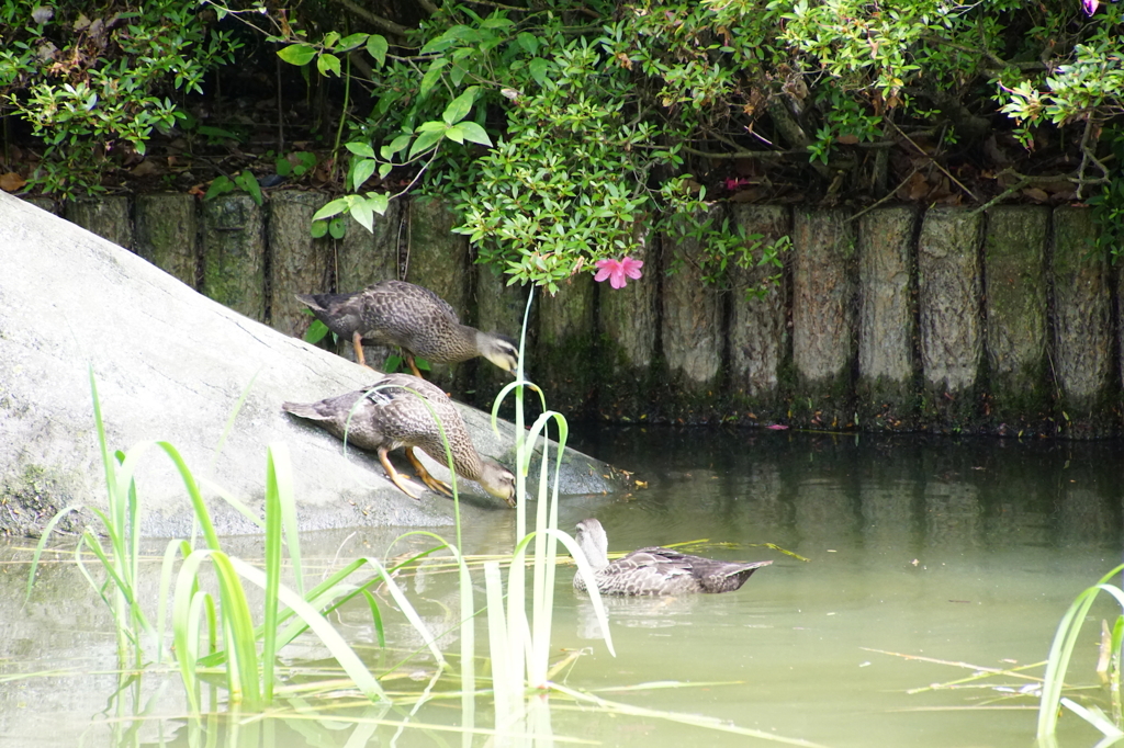 カルガモの子供たち