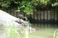 カルガモの子供たち