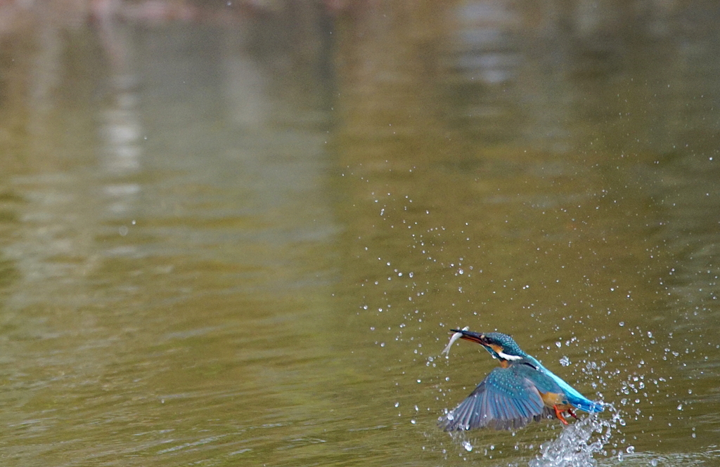 お魚キャッチなう