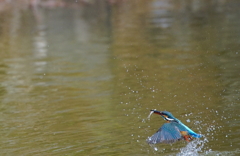 お魚キャッチなう