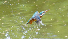 カワセミちゃん（♀）