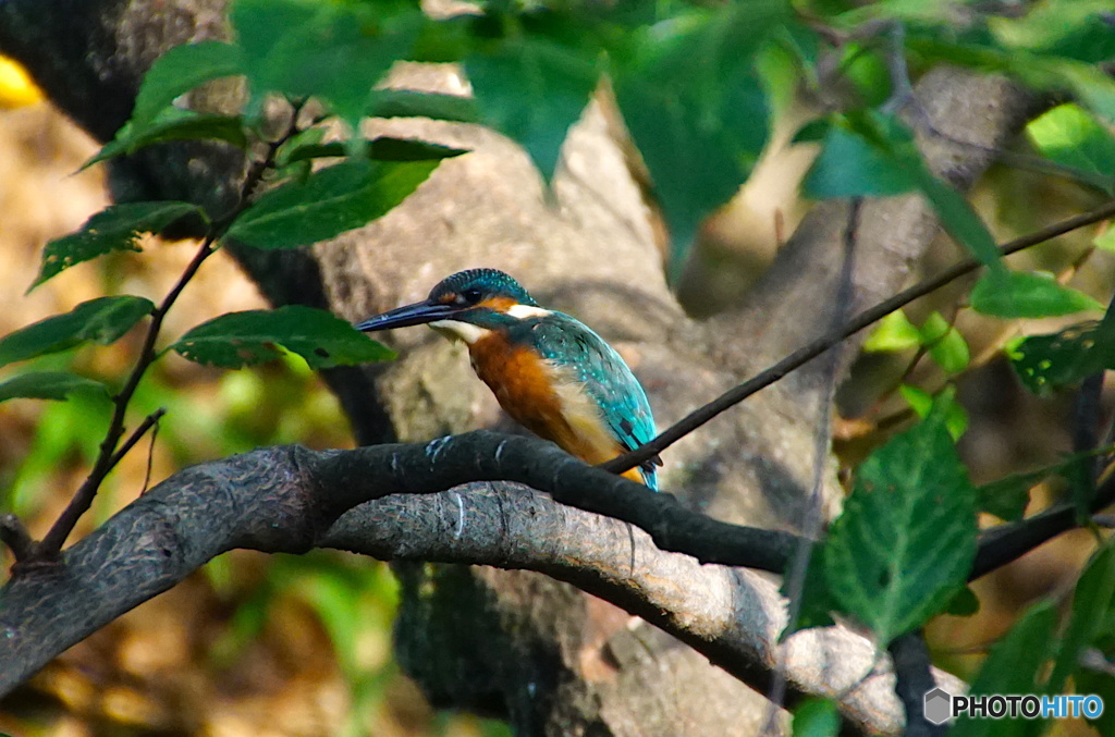 カワセミくん〜大阪茶臼山