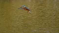 ホバリングなカワセミちゃん（♀）大阪／城北