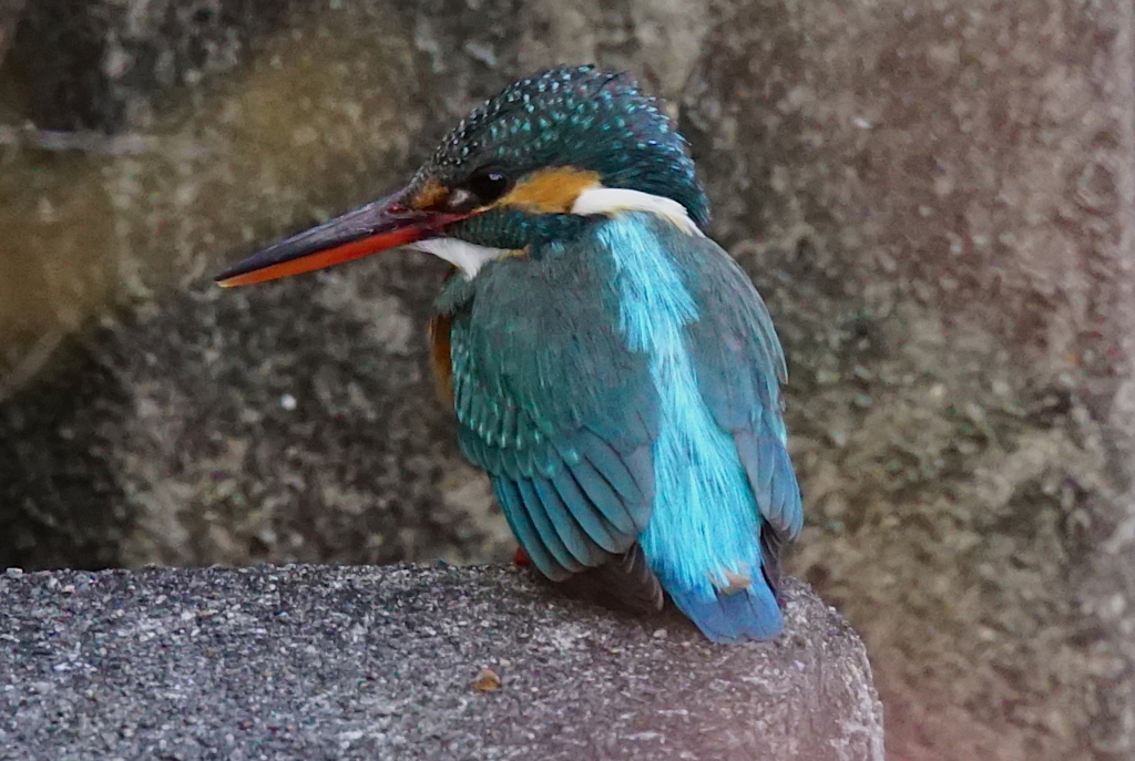 カワセミちゃん