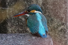 カワセミちゃん