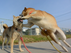 不意打ち