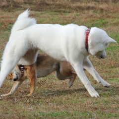 いて！