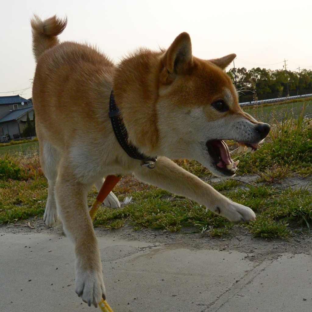 飛行犬？