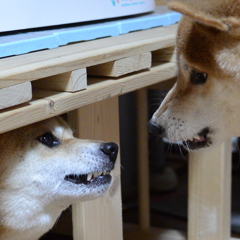 睨みあい