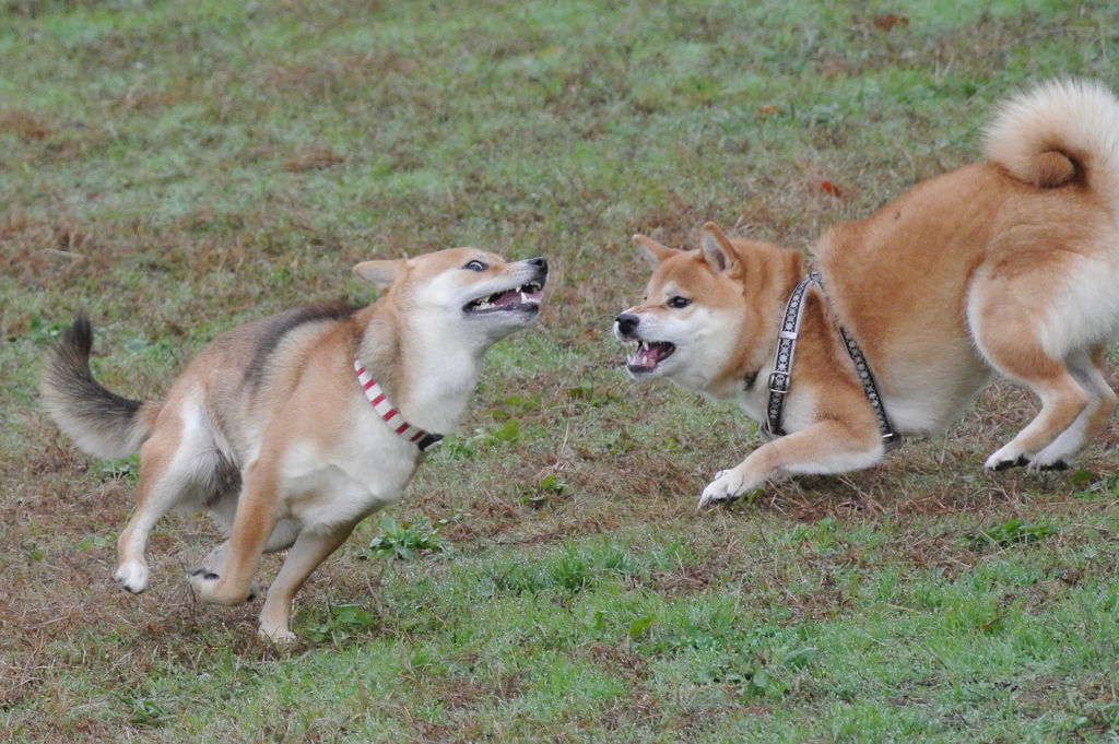 来るな