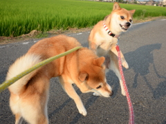 投げ飛ばす
