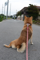 行っちゃった・・・