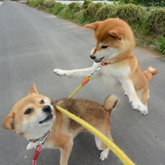 覚悟~！