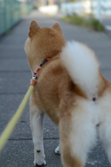 過ぎ行く夏