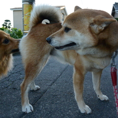 大好き