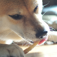くまのプーさん