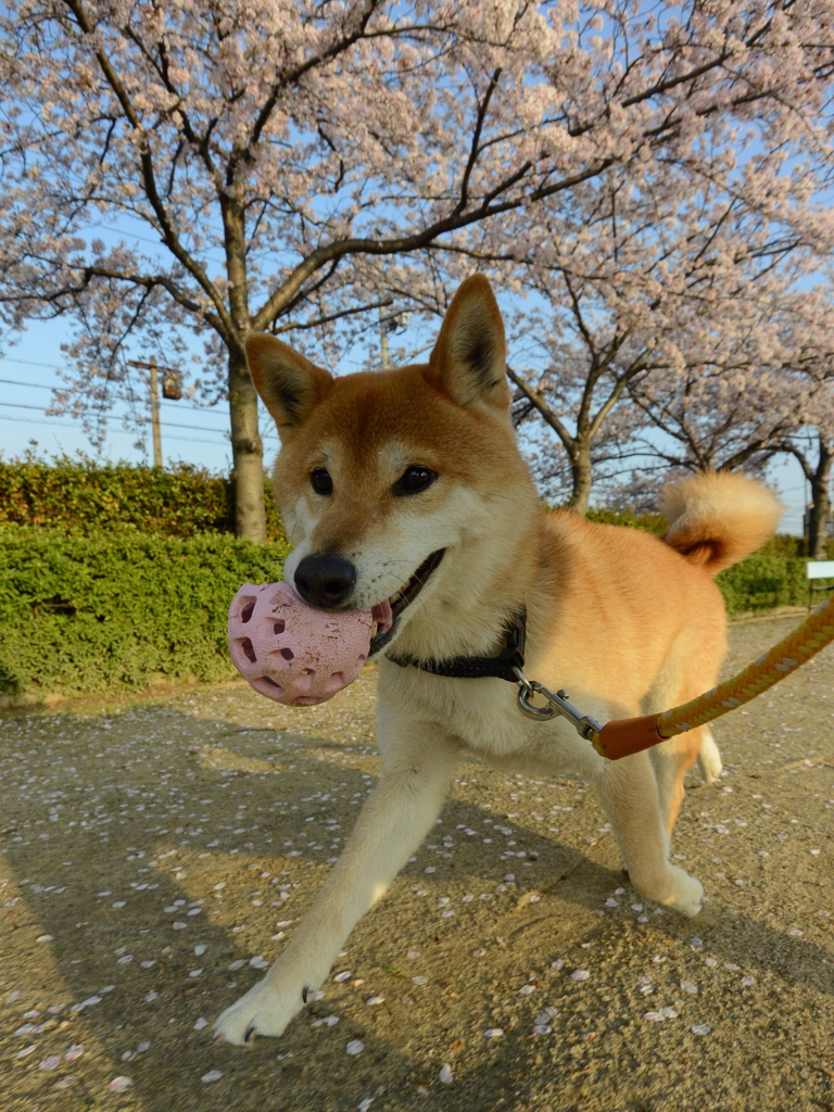 これも桜の写真？