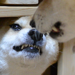 何をする!(怒)