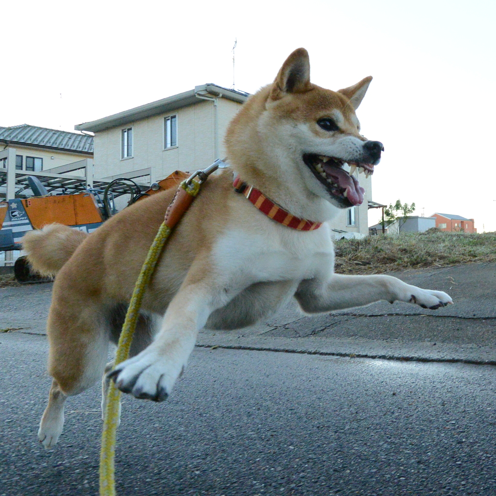 とびます、とびます