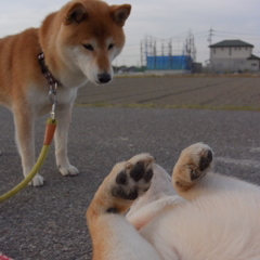 何してるの？