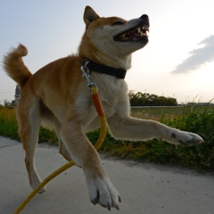 飛行犬？