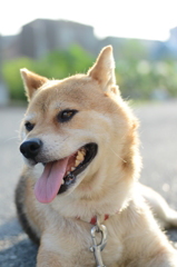 夏の朝