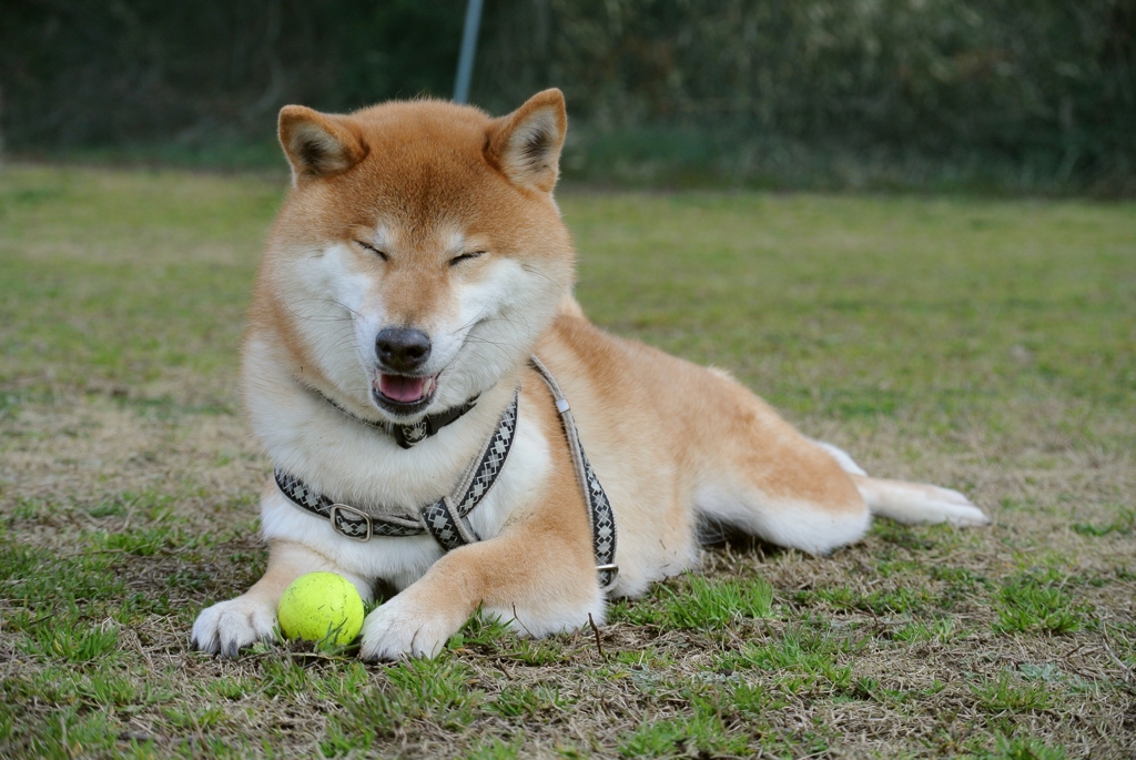 ご満悦