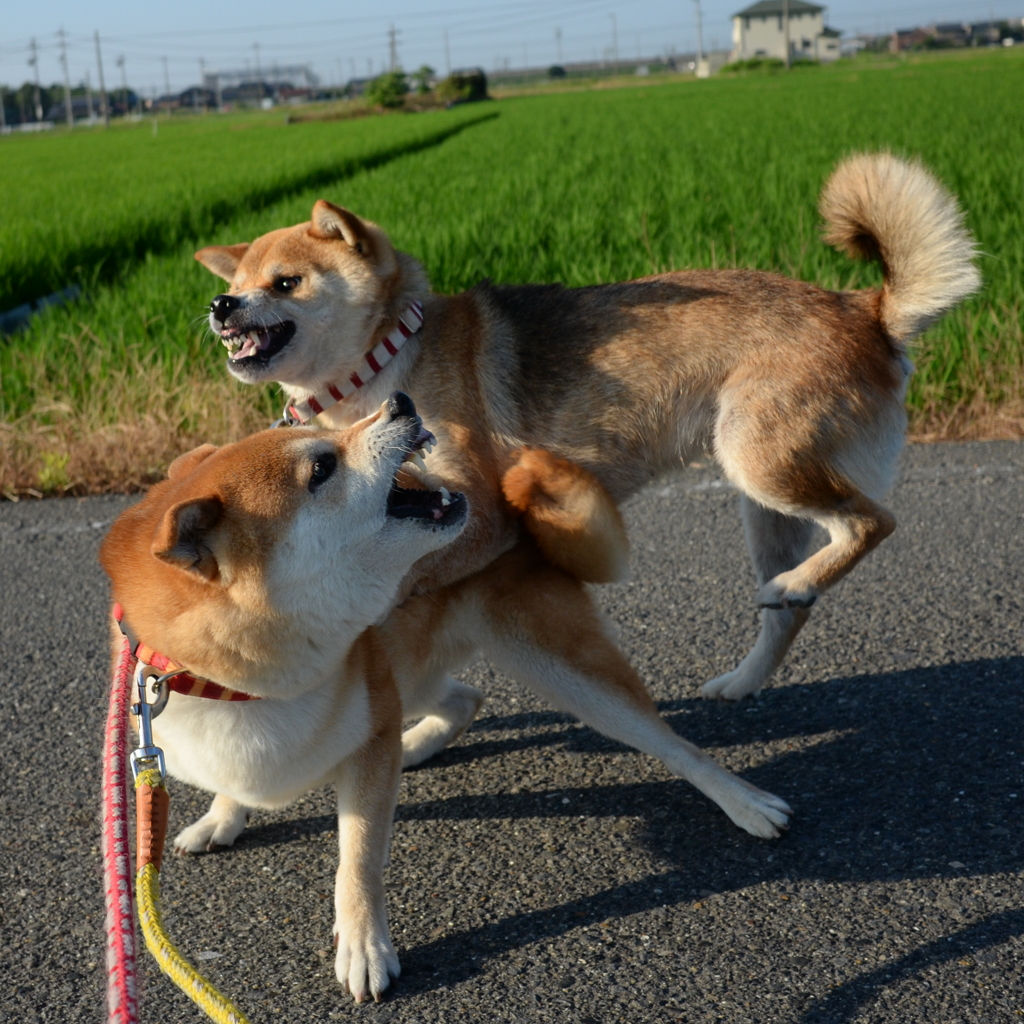 女同士は怖い2