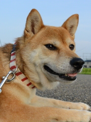 あ、誰か来た