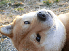 かまってぇ