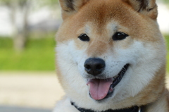 幸せ2