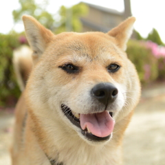 ニパ~