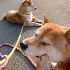 カイ～～