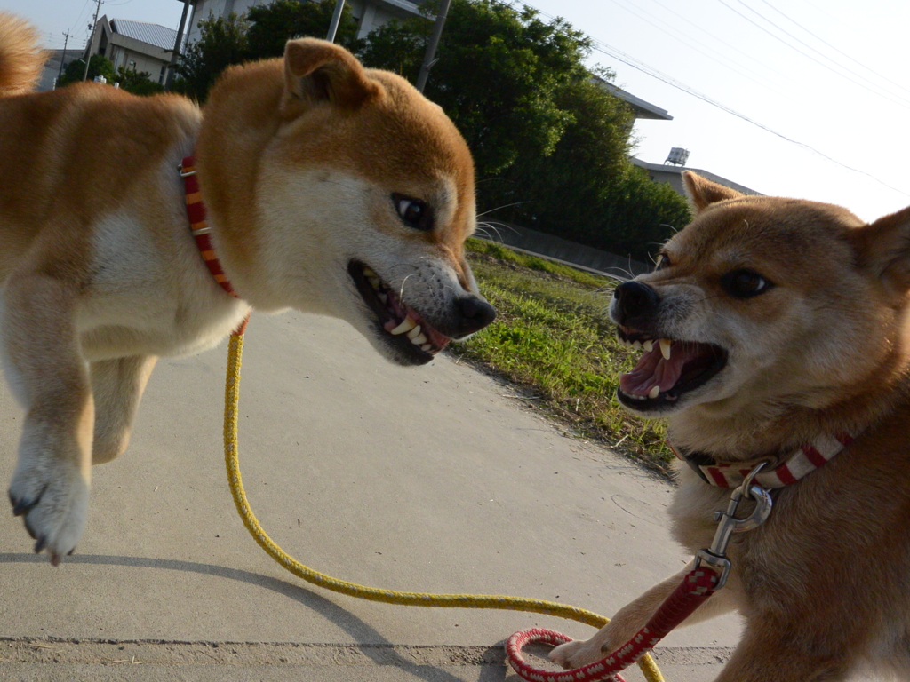 ガンの飛ばし合い