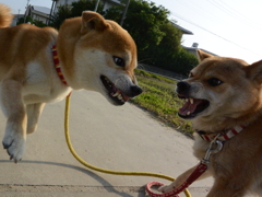 ガンの飛ばし合い