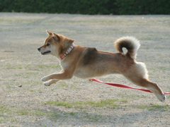 ルンルン