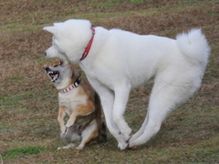 合唱1