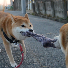 暁の対決